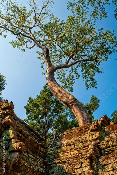 Fototapeta Tree Above Ancient Ruins In Cambodia