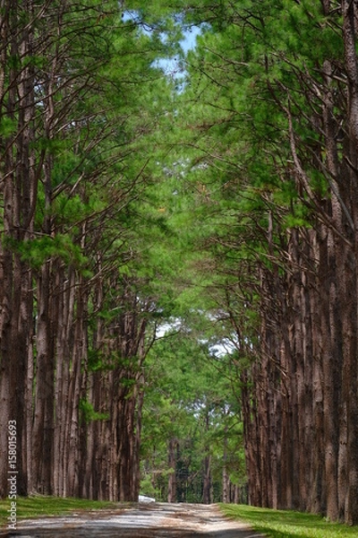 Fototapeta Pine forest