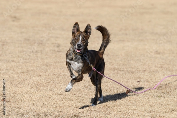 Obraz ミックス犬