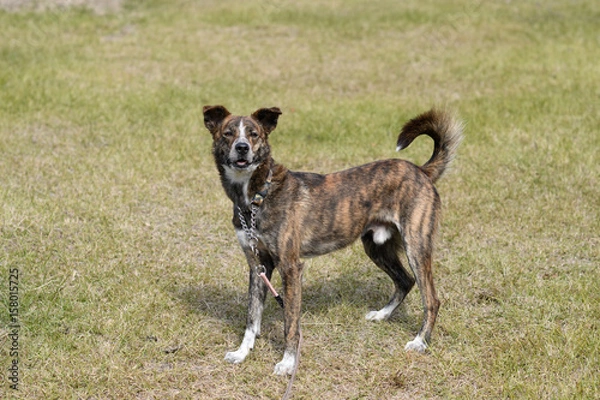 Obraz ミックス犬