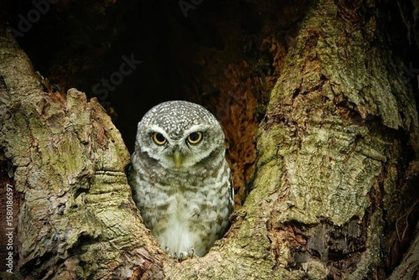 Fototapeta Close-up of a spotted owl (Athene brama) perched on the rim of a tree cavity. This owl has striking yellow eyes, a pointed beak, and beautifully patterned plumage         