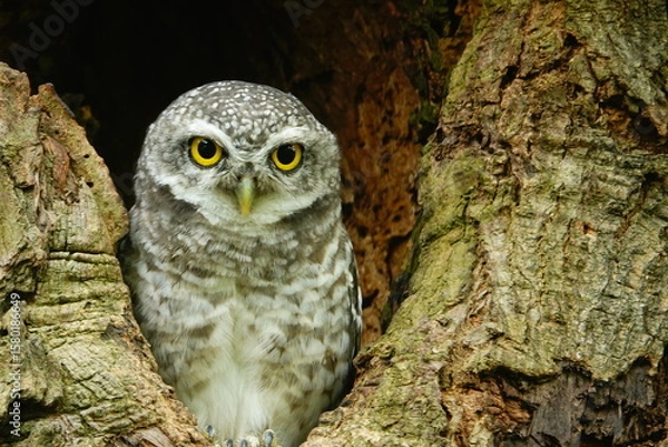 Fototapeta Close-up of a spotted owl (Athene brama) perched on the rim of a tree cavity. This owl has striking yellow eyes, a pointed beak, and beautifully patterned plumage         