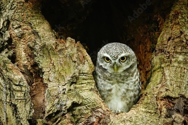 Fototapeta Close-up of a spotted owl (Athene brama) perched on the rim of a tree cavity. This owl has striking yellow eyes, a pointed beak, and beautifully patterned plumage         