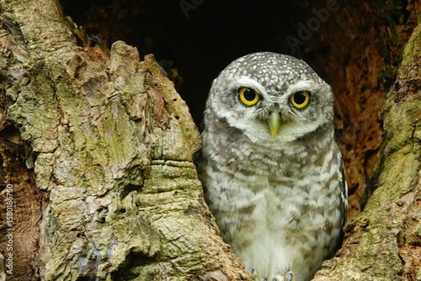 Fototapeta Close-up of a spotted owl (Athene brama) perched on the rim of a tree cavity. This owl has striking yellow eyes, a pointed beak, and beautifully patterned plumage         