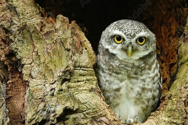 Fototapeta Close-up of a spotted owl (Athene brama) perched on the rim of a tree cavity. This owl has striking yellow eyes, a pointed beak, and beautifully patterned plumage         