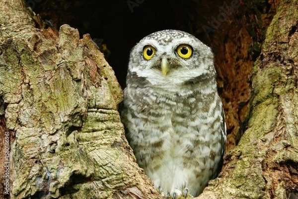Fototapeta Close-up of a spotted owl (Athene brama) perched on the rim of a tree cavity. This owl has striking yellow eyes, a pointed beak, and beautifully patterned plumage         