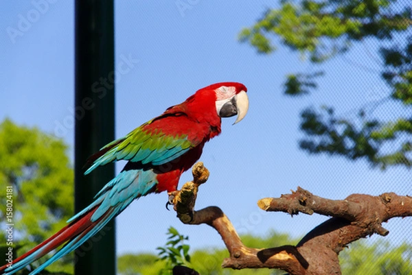Fototapeta Parrot on the Tree