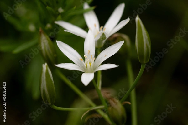 Obraz weiße Blüten