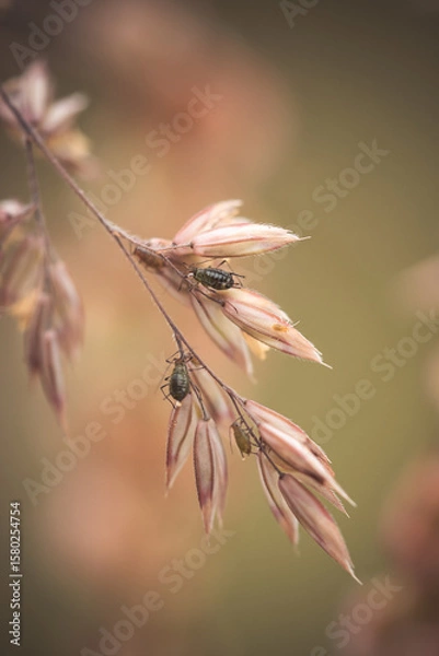 Obraz Blattläuse im Gras