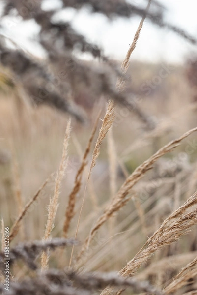 Obraz Trockene Gräser
