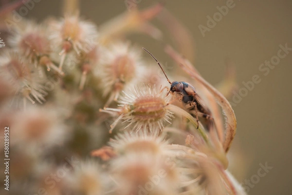 Obraz Wilde Möhre mit Insekt