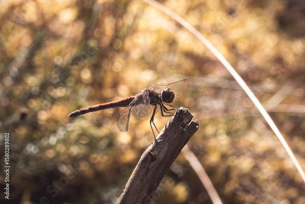 Obraz Libelle im Herbst