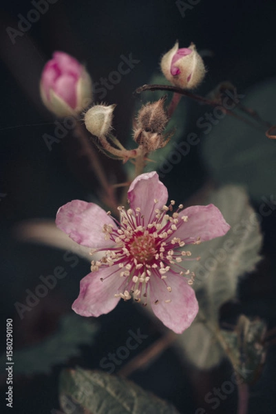 Obraz Brombeerblüte