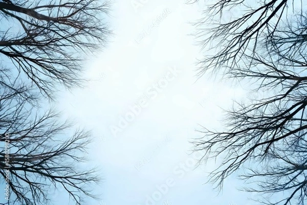 Obraz Bare winter trees forming a natural frame around sky. Autumn background with clear space for copy.