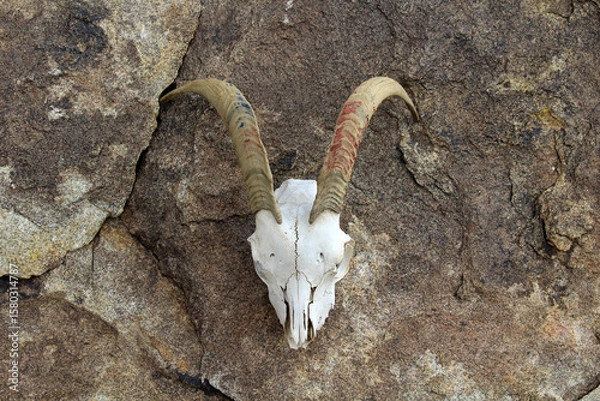 Fototapeta The dried head of a mountain goat resting on a brown rock. The male goat has two large horns on its head.