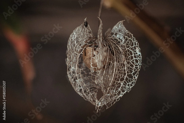 Obraz Physalis im Herbst