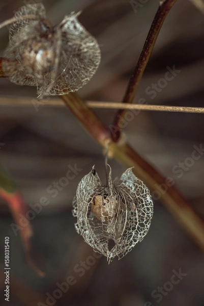 Obraz Physalis im Herbst