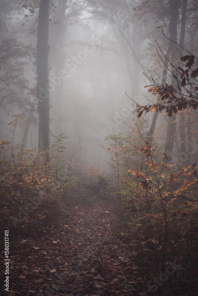 Obraz Herbstwald im Nebel