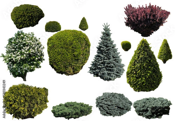 Obraz Garden trees and shrubs isolated from the background for creating collages and landscape design schemes