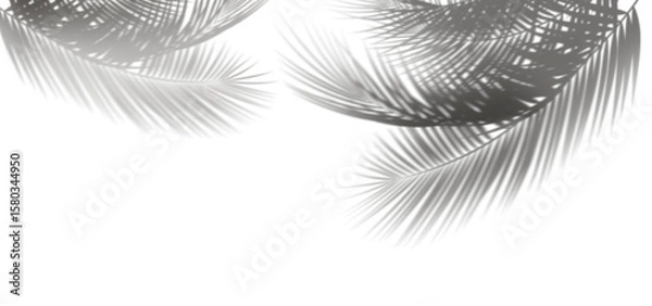 Obraz Tropical coconut branch shade, foliage silhouette decoration. Shadow from palm leaves isolated on transparency background. 