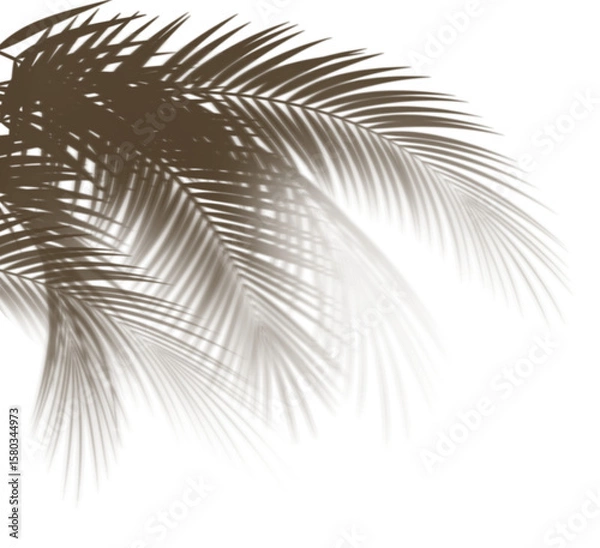 Obraz Tropical coconut branch shade, foliage silhouette decoration. Shadow from palm leaves isolated on transparency background. 