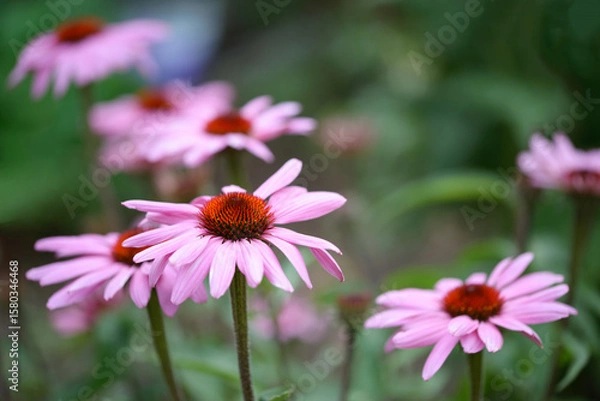 Obraz Echinacea Flowers In Full Bloom