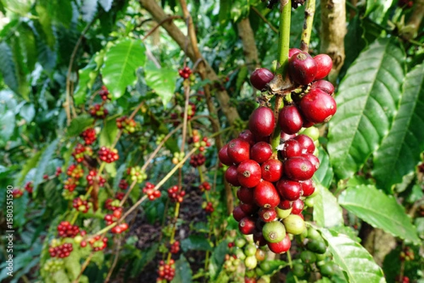 Fototapeta Coffee beans ripening on a tree                                       