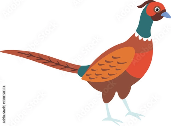 Fototapeta  pheasant with white background