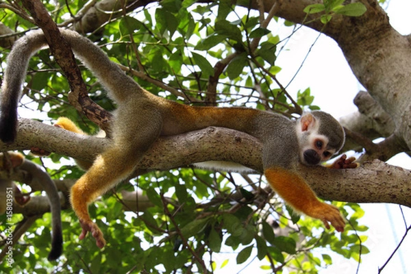 Obraz リスザルの休憩