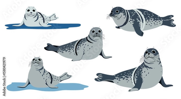 Fototapeta Ringed seals in different poses on blue background  