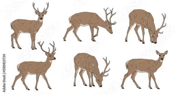 Fototapeta Illustrations of deer in various poses on white background, concept of Animals in different poses  