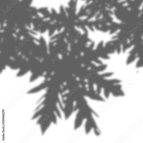 Fototapeta Realistic Tree Shadow transparent background