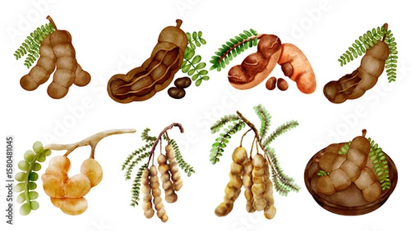 Fototapeta Set of tamarind in watercolor style and various artstyle