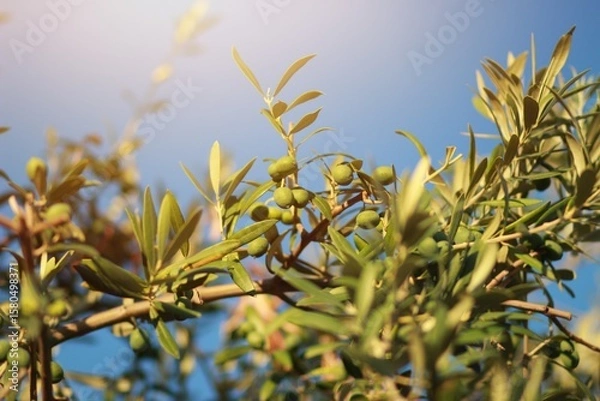 Obraz olive tree branch