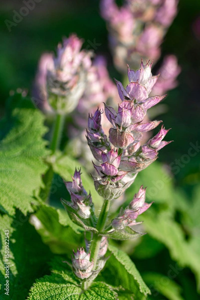 Fototapeta Elegant clary sage blooms with soft purple tones. Vertical crop.