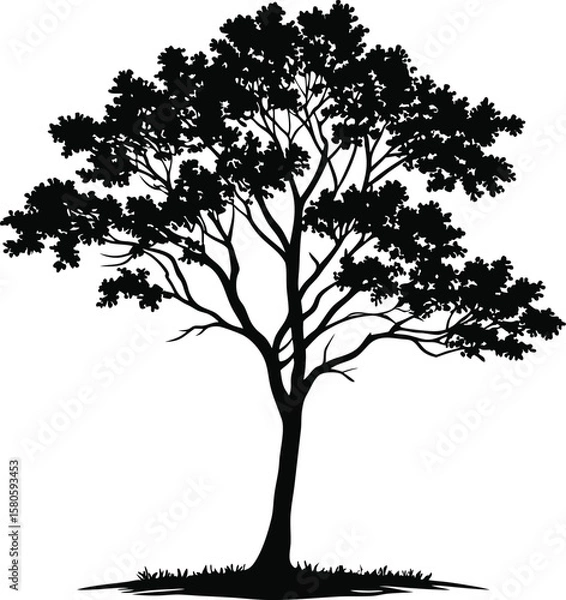 Fototapeta Silhouette of a majestic tree with lush foliage and grass