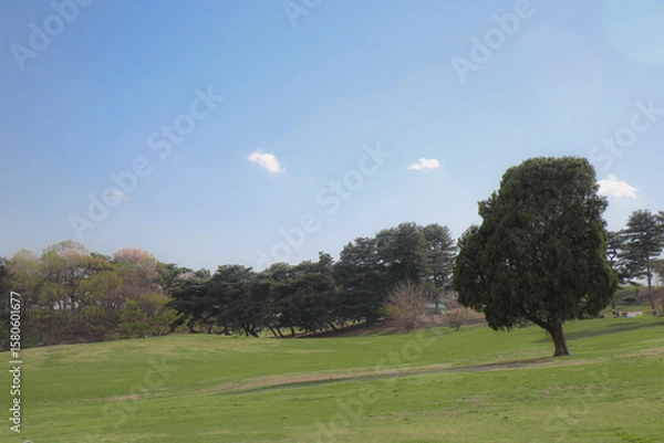 Obraz 나홀로 나무