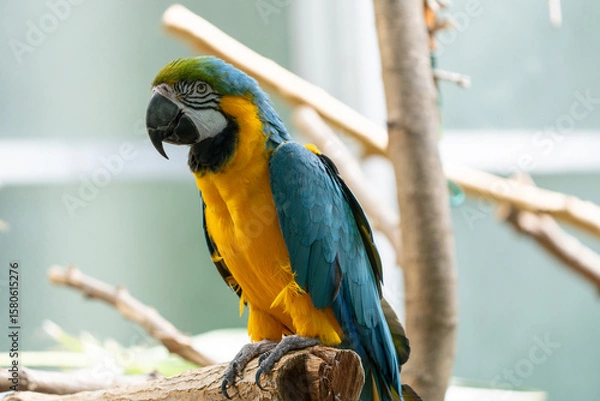 Fototapeta blue and gold macaw gets a close up while perched on a tree in the jungle