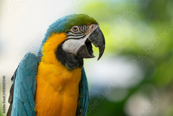 Fototapeta blue and gold macaw gets a close up while perched on a tree in the jungle