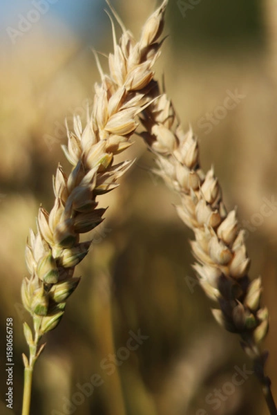 Fototapeta Wheat field with selective focus. Agriculture. Wheat ears close-up. Grain harvest concept, field. Nature background. Summer field, close-up. Golden ears sway in the light wind. Agricultural field