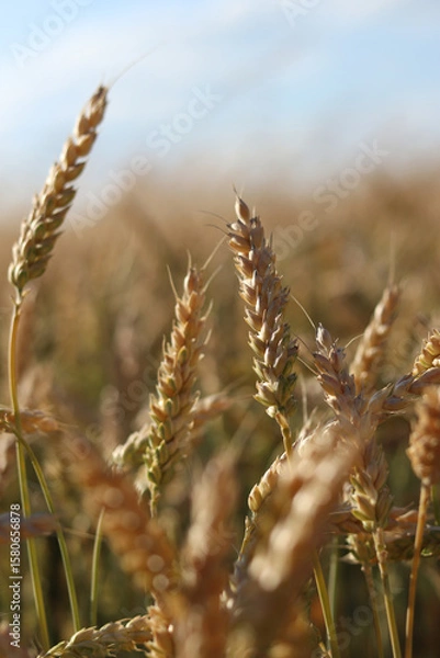 Fototapeta Wheat field with selective focus. Agriculture. Wheat ears close-up. Grain harvest concept, field. Nature background. Summer field, close-up. Golden ears sway in the light wind. Agricultural field