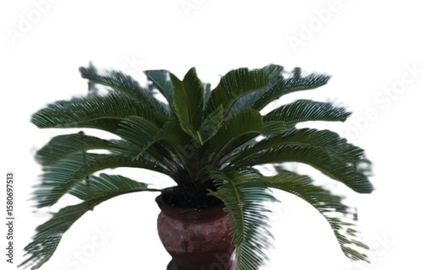 Obraz palm tree isolated on white