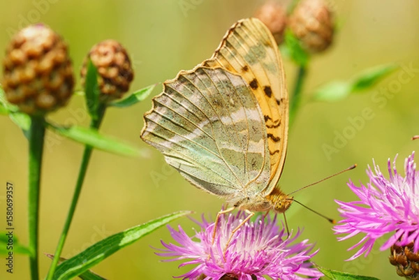 Fototapeta Silver-washed fritillary - Argynnis paphia, beautiful large orange butterfly from European meadows, Havraniky, Czech Republic
