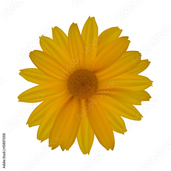 Obraz Yellow daisy isolated on white background