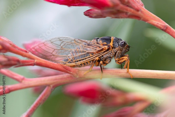 Obraz Cigale noire, grise et jaune orange. Insecte du sud de la France et de Corse en fin de journée en été posée sur la branche d'un arbuste en fleurs.