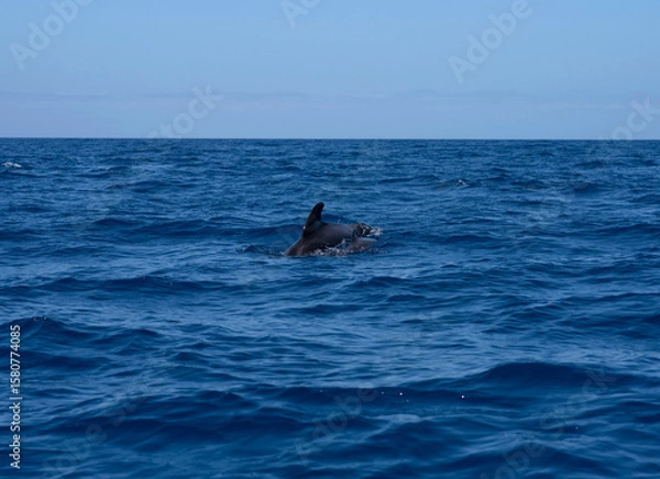 Fototapeta Pilot Whale Mother with Calf Swimming in the Atlantic Ocean, Tenerife South