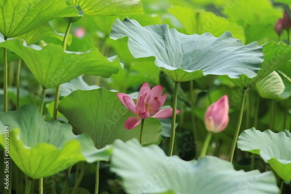 Obraz lotus and leaves