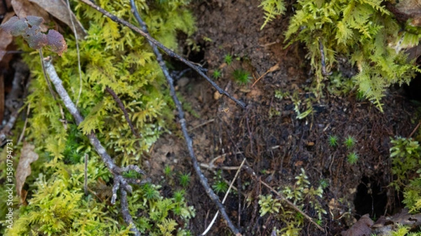 Fototapeta Araignée sur toile