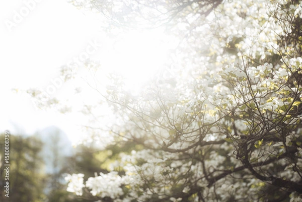 Fototapeta blühender Baum mit Sonnenstrahlen