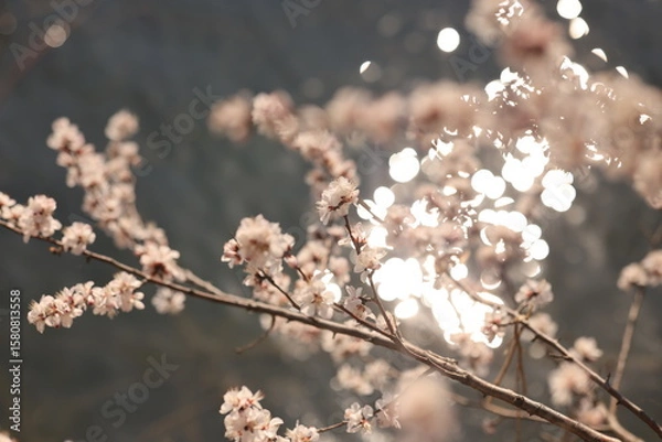 Obraz sakura on the water